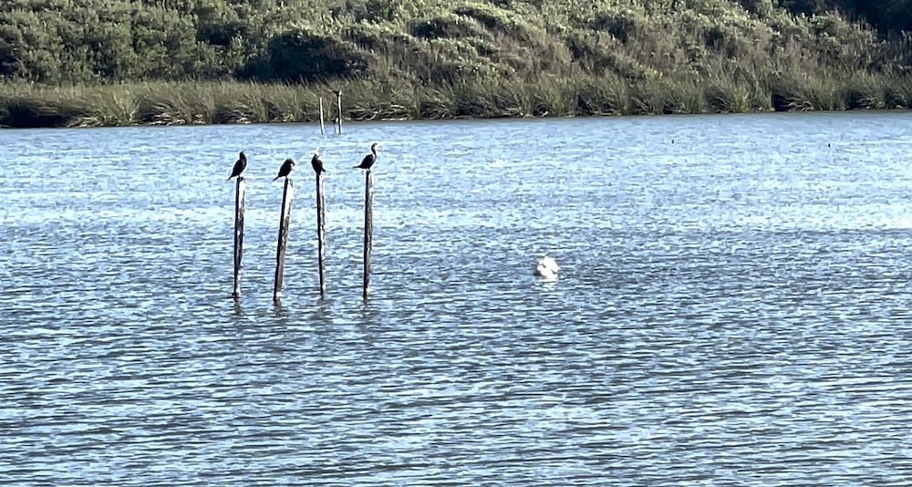 birds perched over lake in santa maria valley