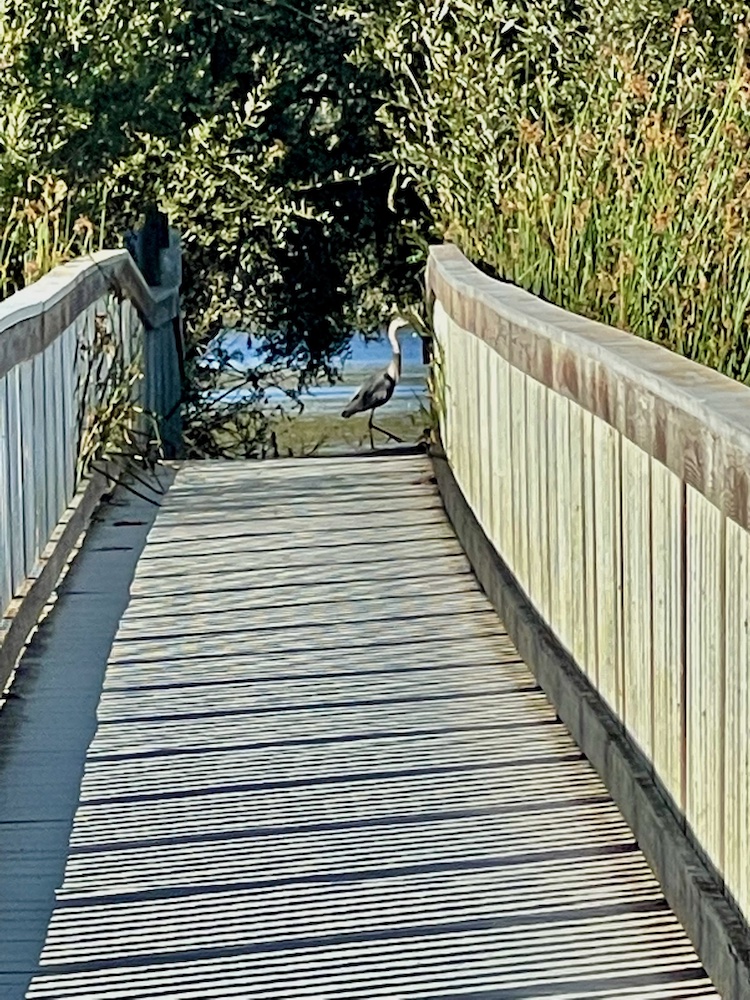 bird on boardwalk in santa maria valley