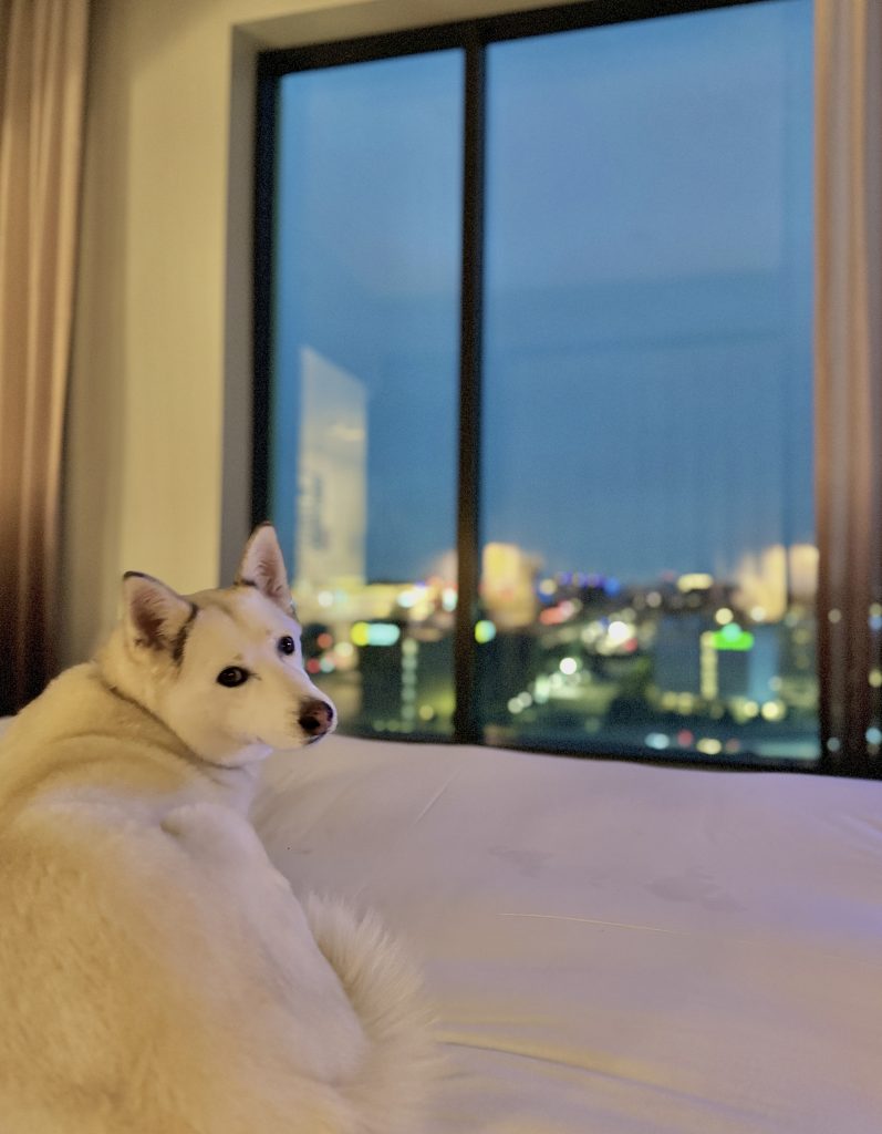 Shepsky dog laying on bed with views of Disneyland out the window.