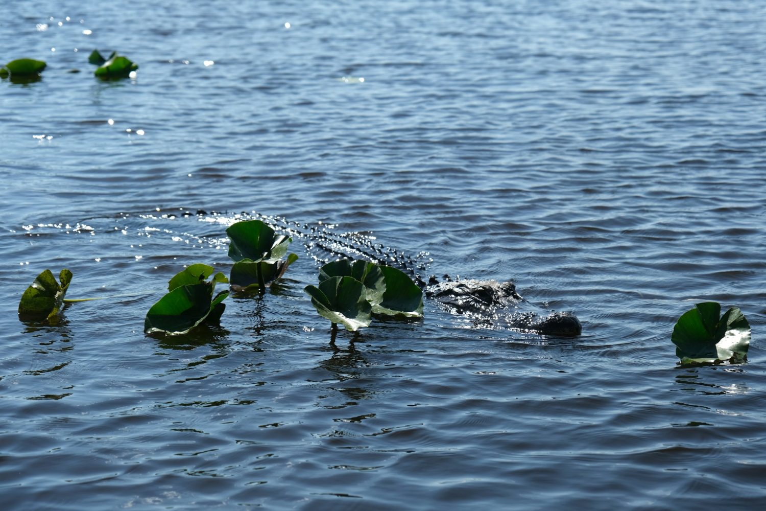 Alligator swimming through Everglades. Florida gulf coast family resorts. 