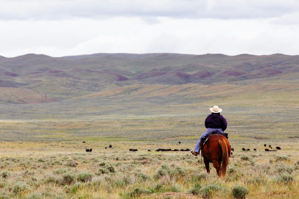 Cattle work is cowboy work at the dude ranch.