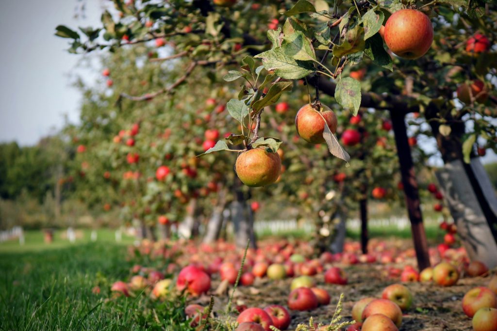 Apple trees with plump, ripe apples falling from branches