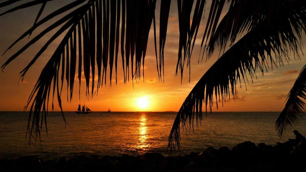 sunset beneath palm fronds