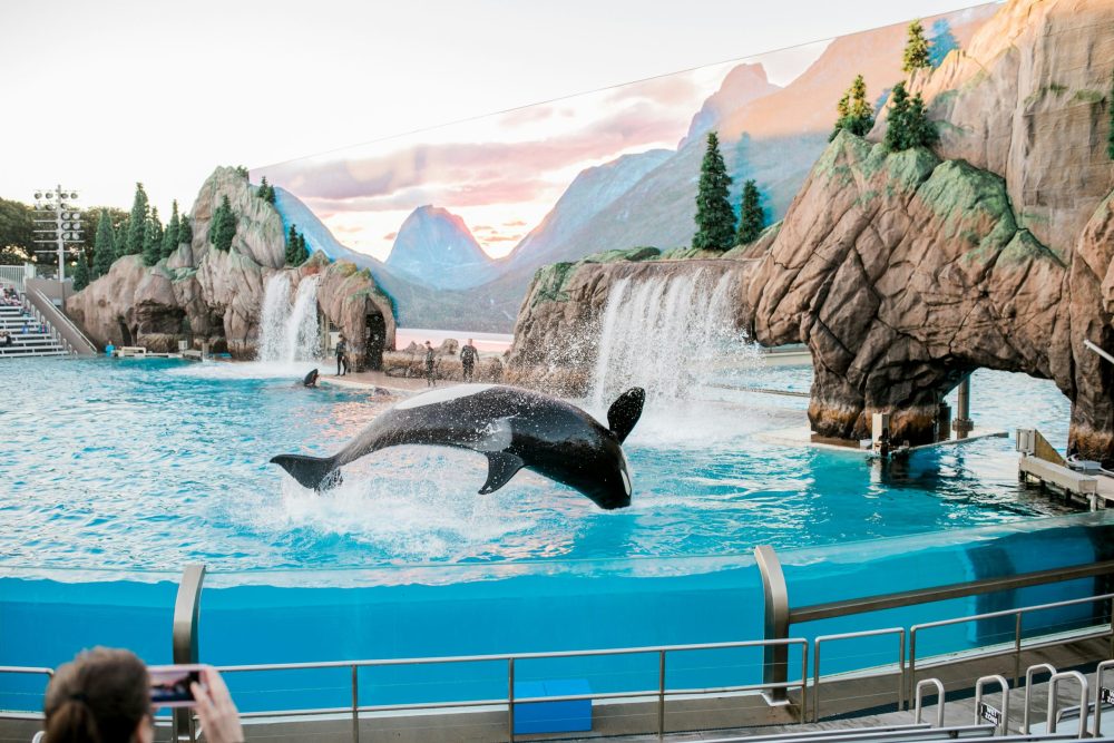 Seaworld shows and entertainment