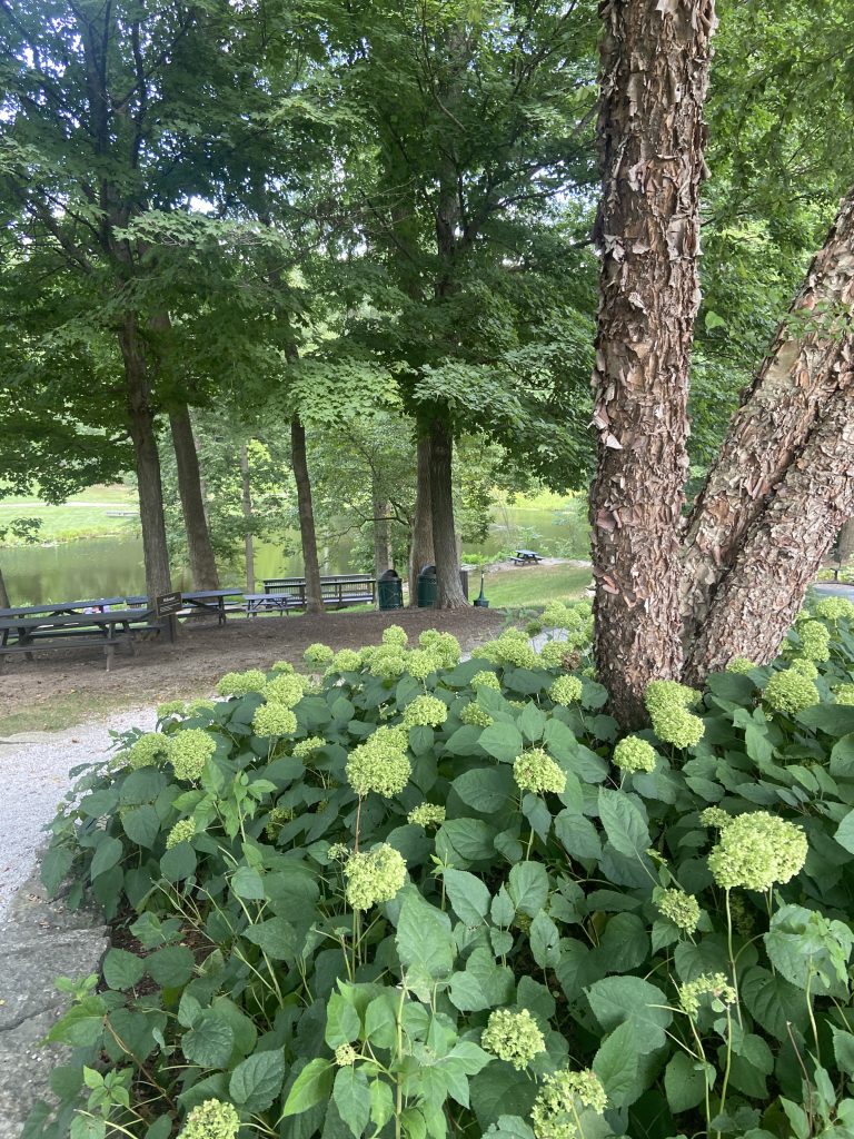 birch tree embraced by full hydrangeas near a trail leading to a picnic area at Oliver Winery