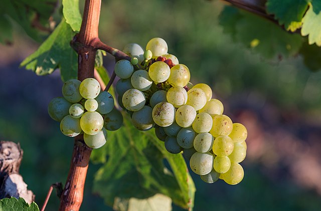 close up of grapes on vine