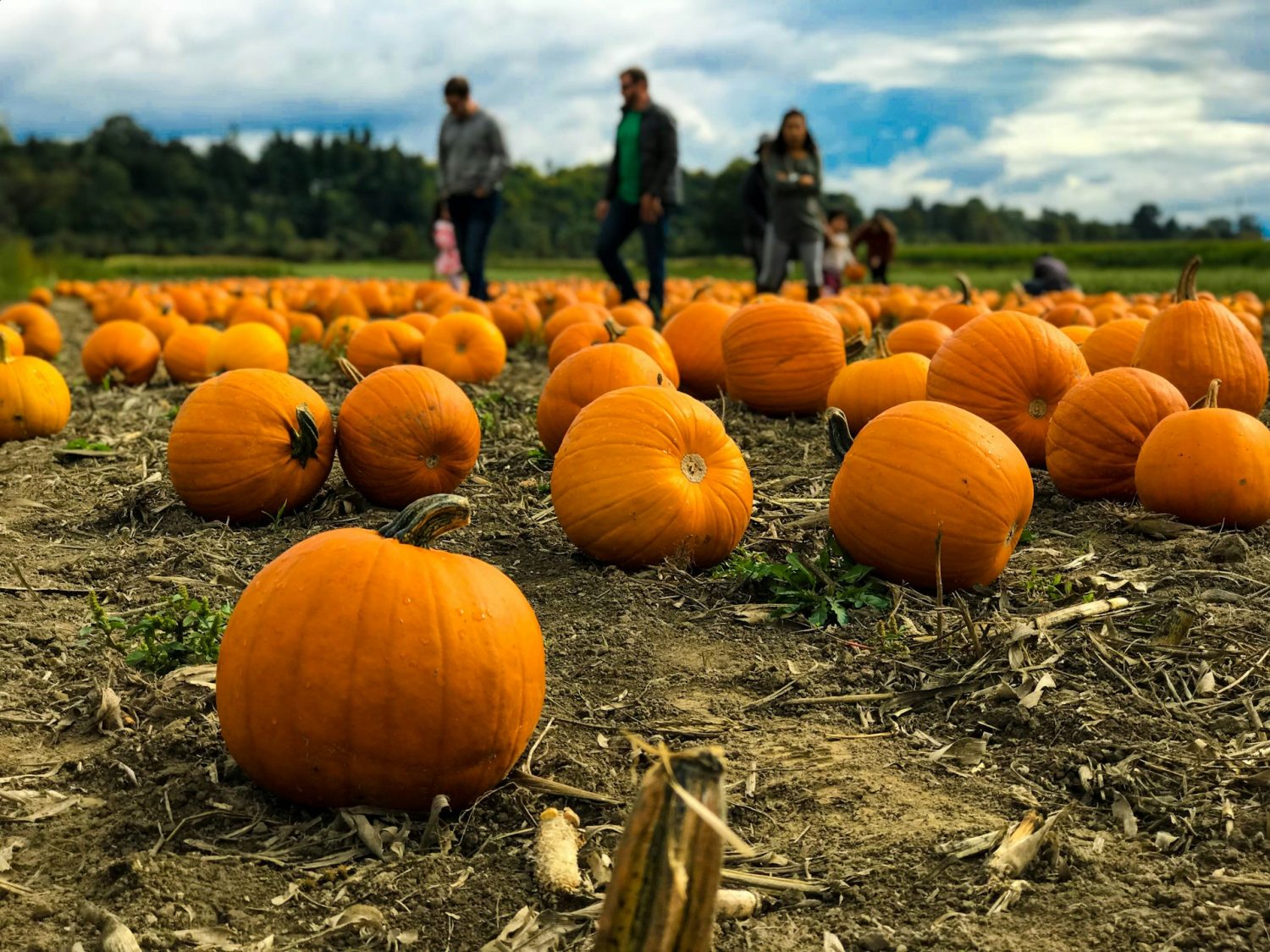 Family in a pumpkin patch. Finger Lakes in the Fall.