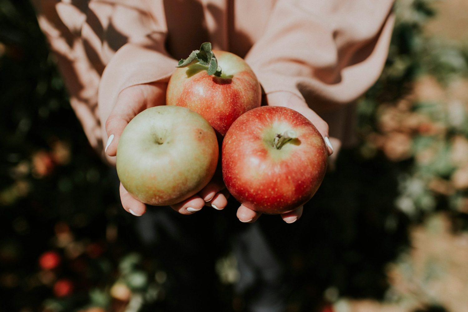 Girl holding apples. Finger Lakes in the fall.