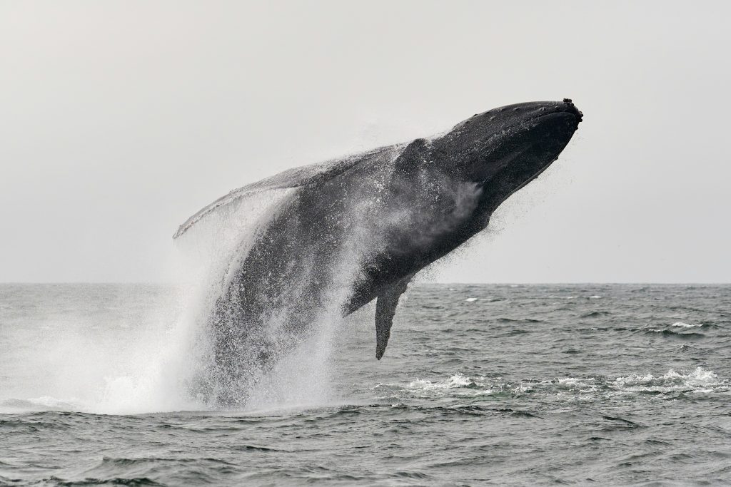 whale leaping out of ocean