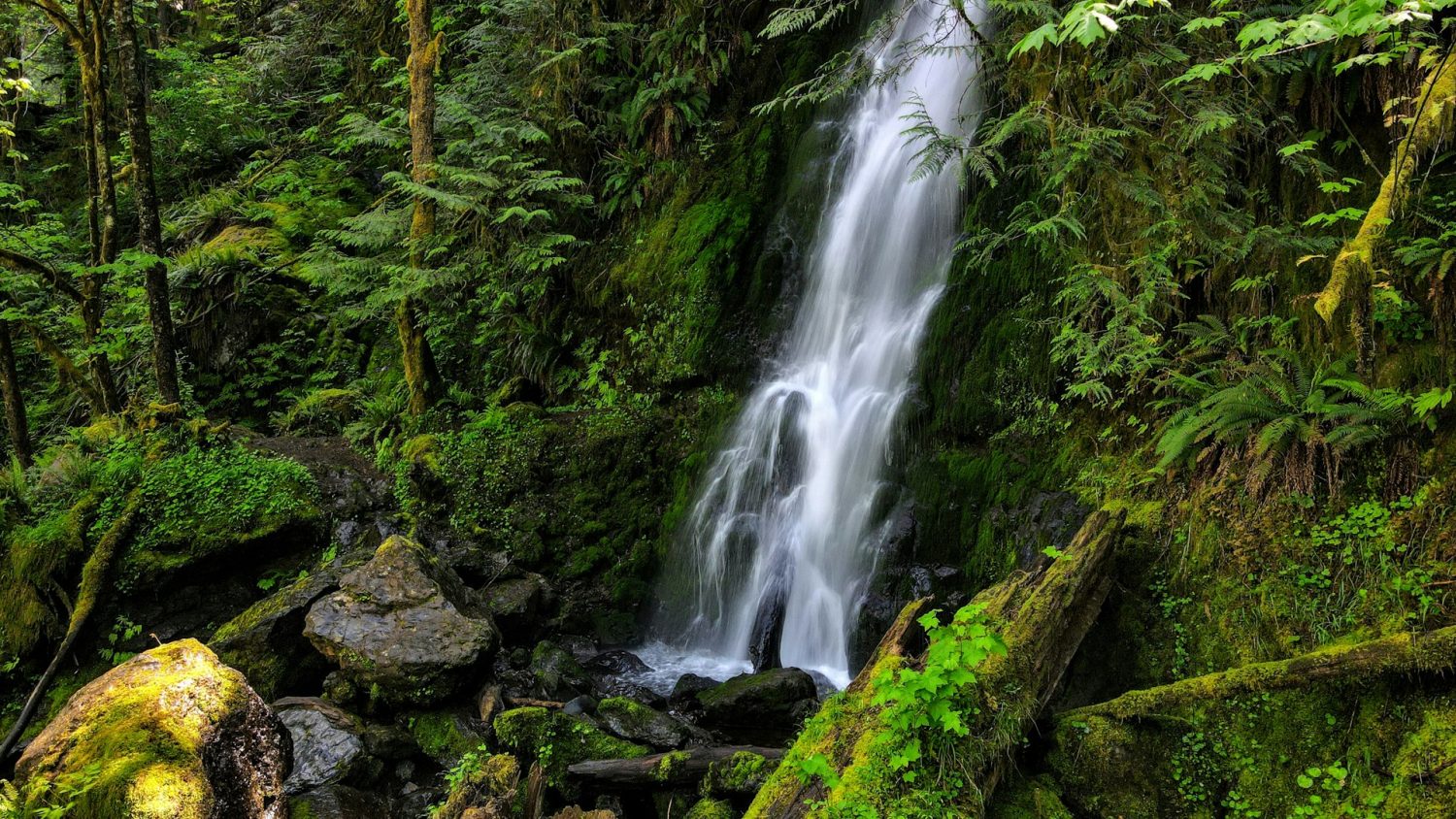 Waterfall in the Hoh Rainforest. best national parks in the US. 