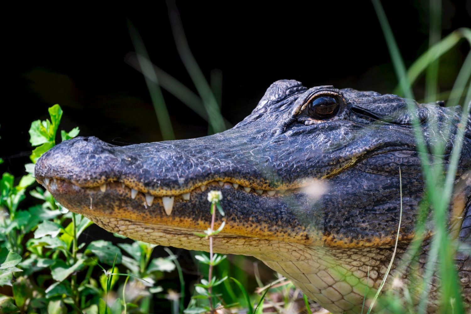 Closeup of an alligator in the Everglades in one of the top 20 National Parks in the US