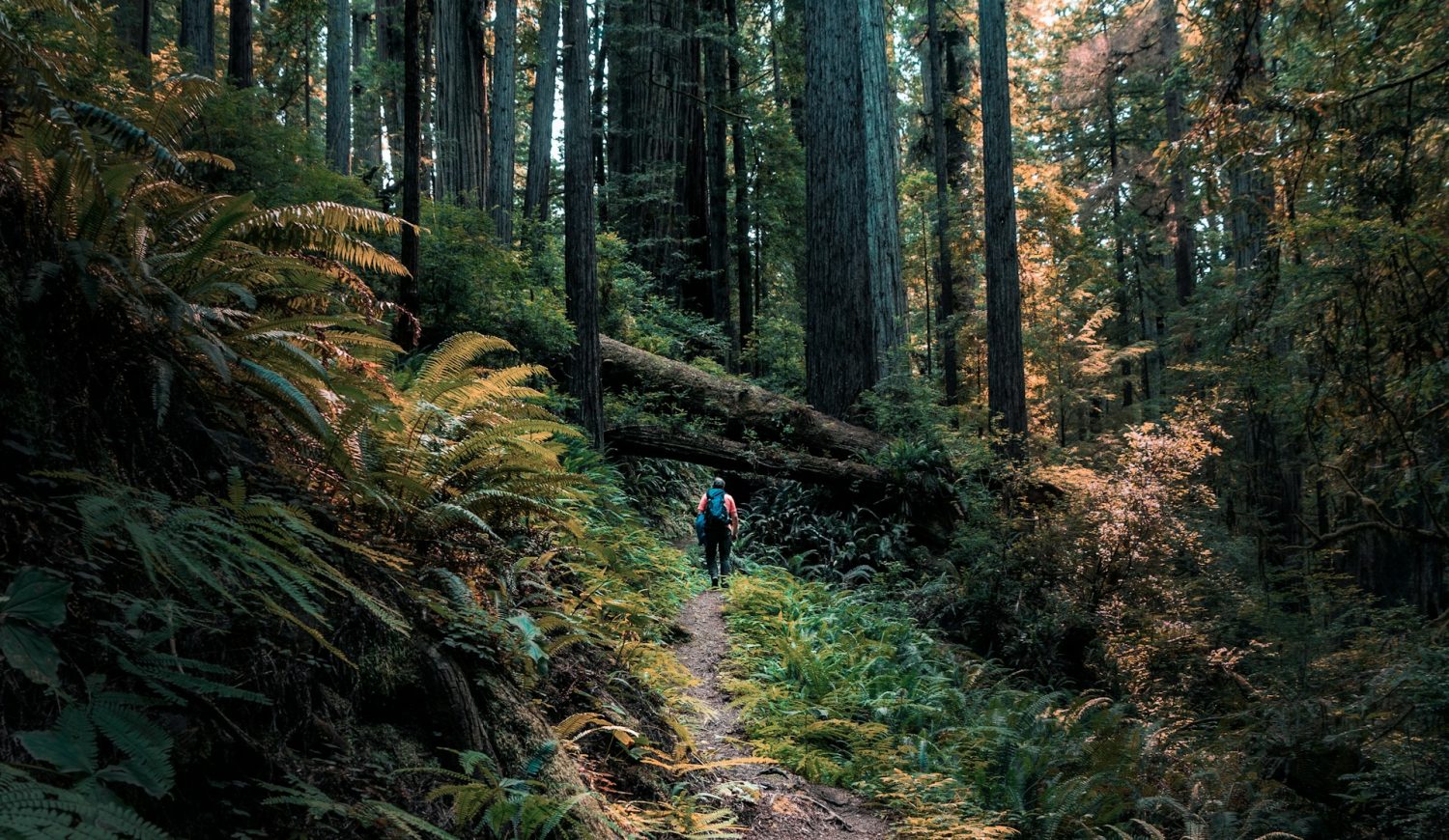 Man walking in Redwood National and State Parks, one of the top 20 National Parks in the US