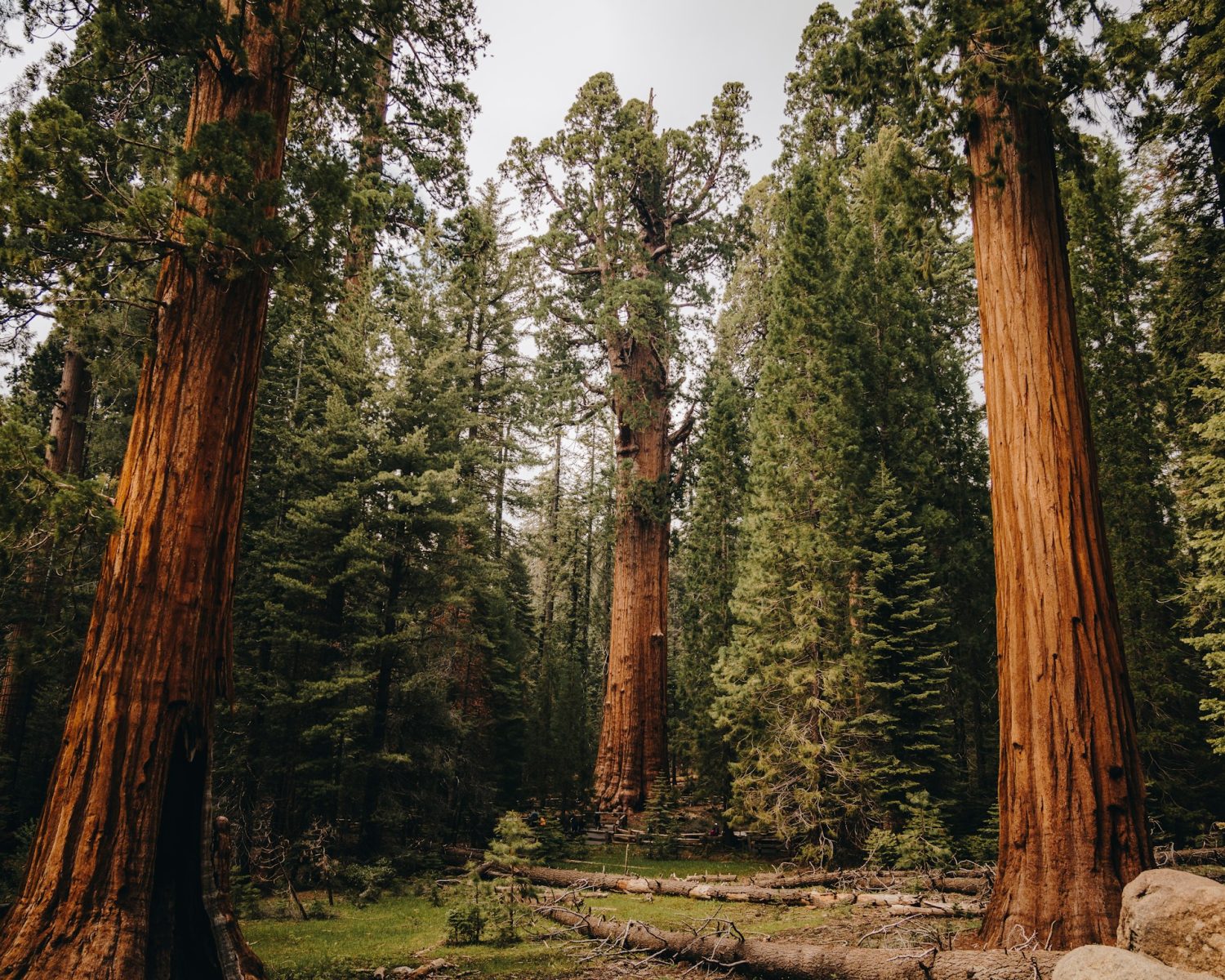 General Sherman Tree in Sequoia in One of the top 20 National Parks in the US