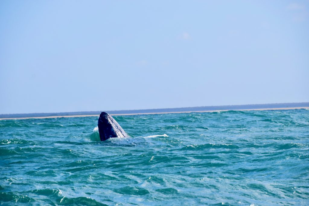 grey whale breaching