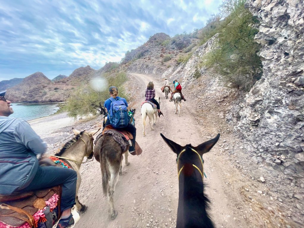 back of a horse neck on a riding trail