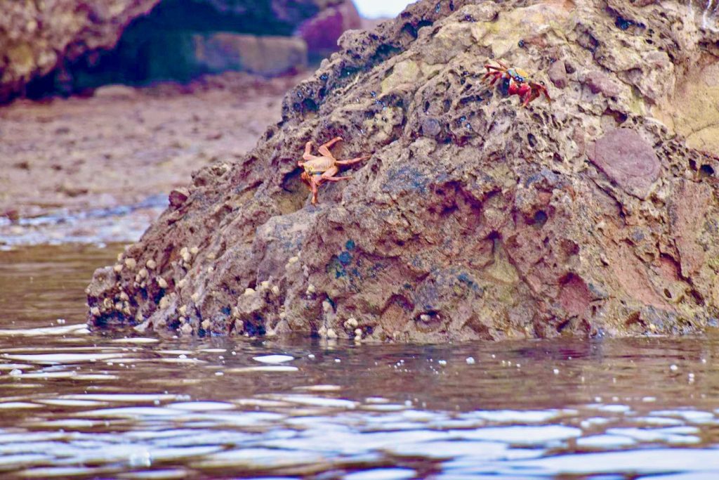 crabs on rocks
