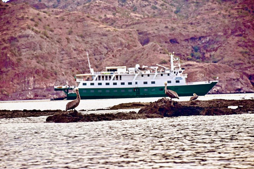 Safari Voyager in background with seagulls in fore.