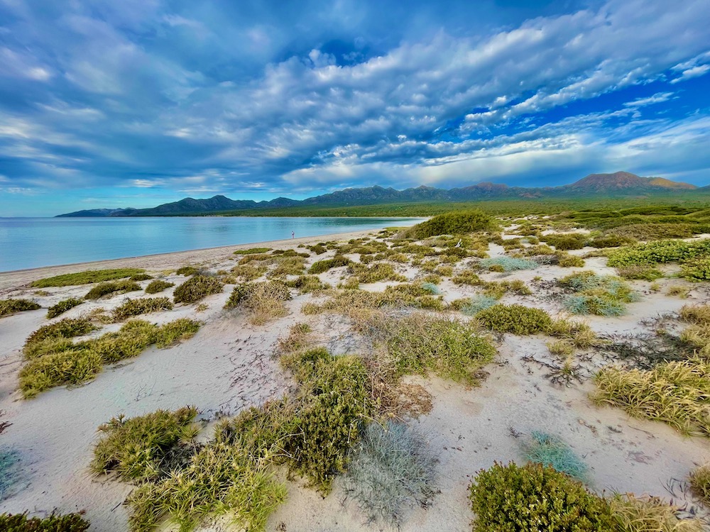 grass clumps on sand, water behind on a cruise to Baja Mexico
