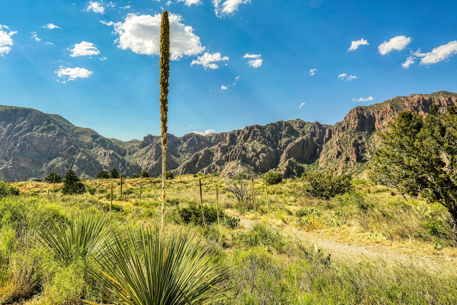 View of mountains in Big Bend. Things to do in Big Bend National Park.