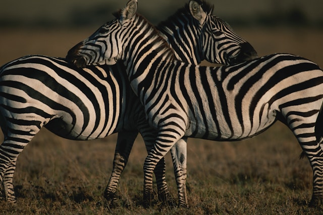 zebras