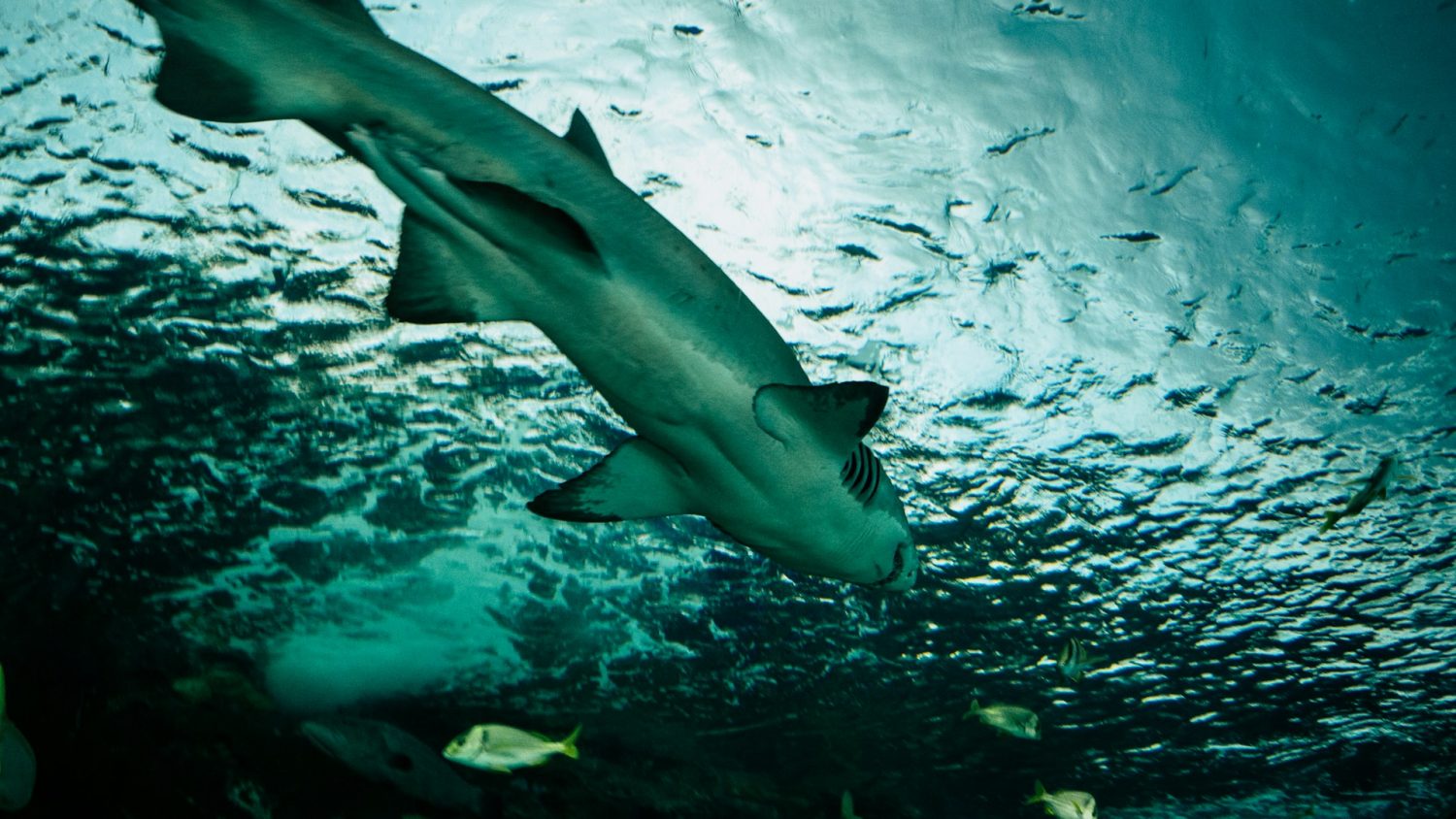 Sharks at an aquarium. Things to do in Las Vegas with teens. 