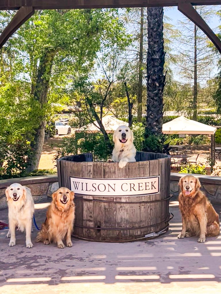 dogs sitting cute near a wine barrel at Temecula Valley Winery 
