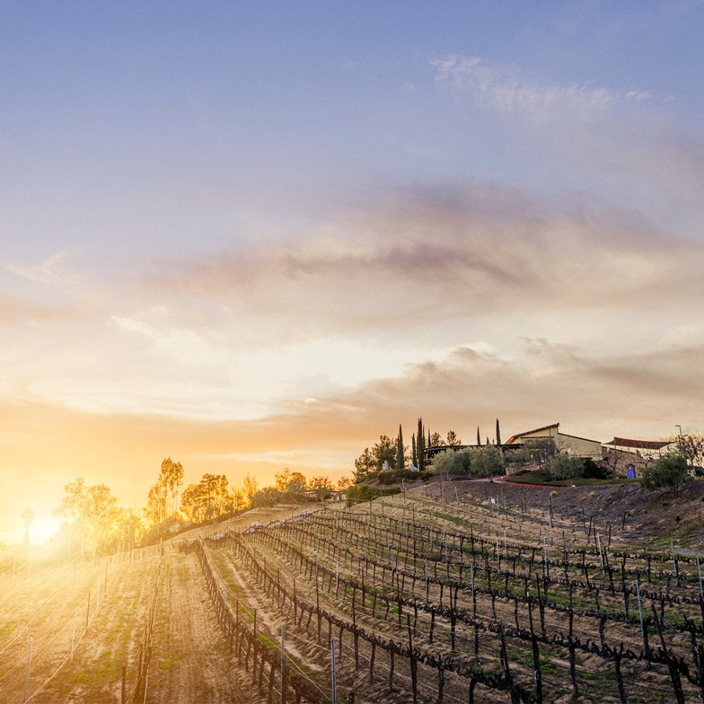 sunrise over the vines in Temecula