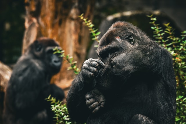 gorilla mom and baby