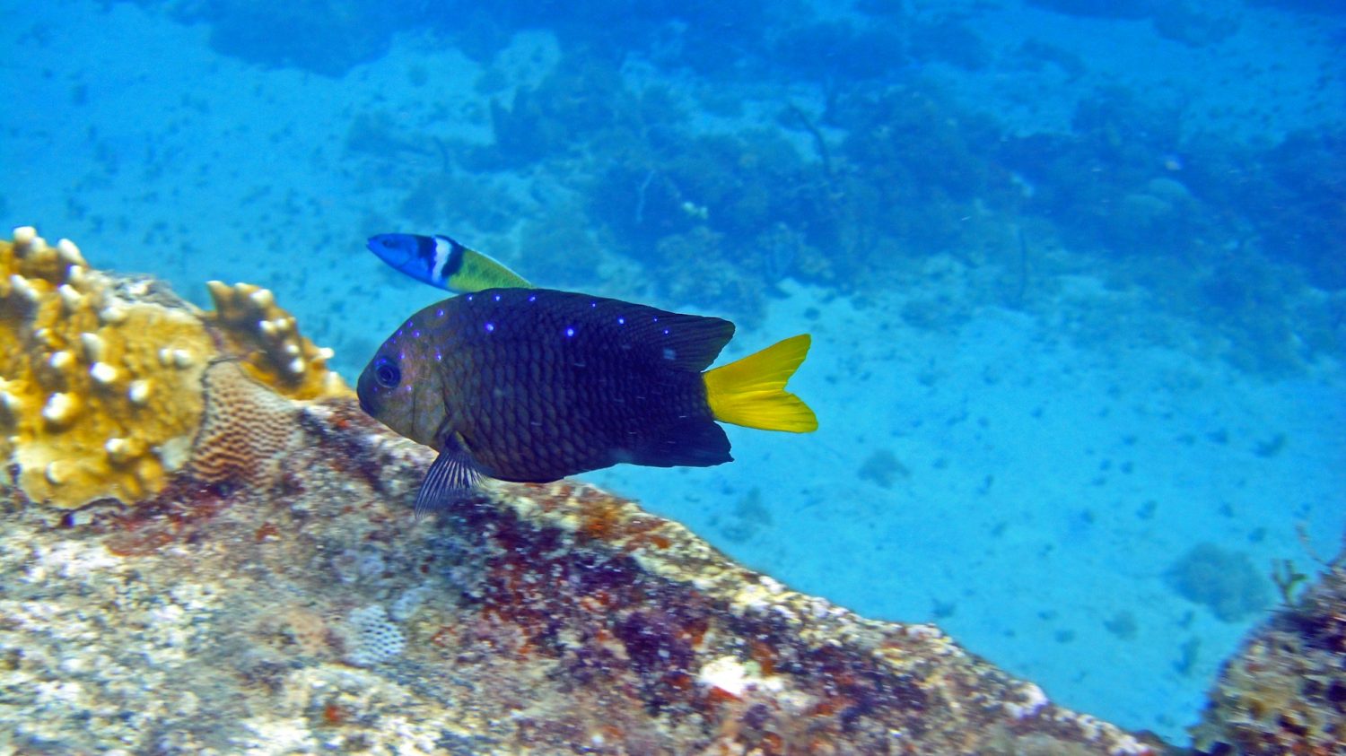 Fish swimming at St. Thomas reefs. US Virgin Islands family resorts.
