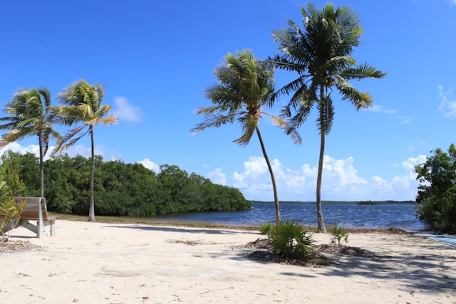 palm trees on white sand beach