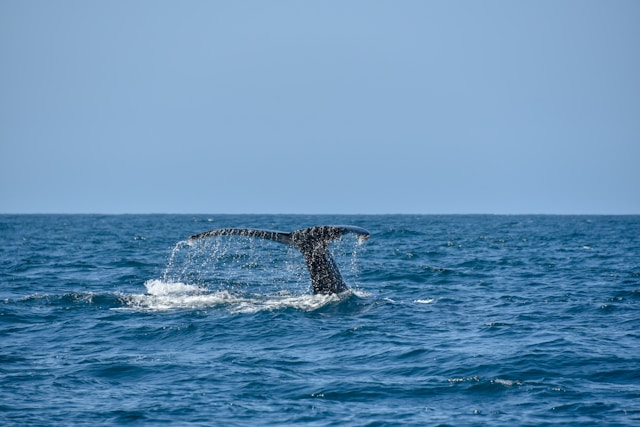 whale breaching