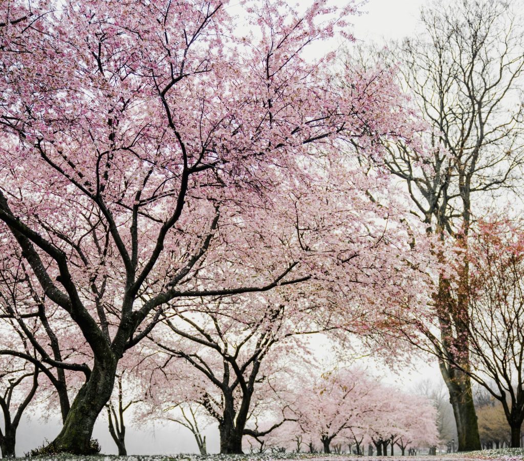 A row of cherry blossoms in full bloom.