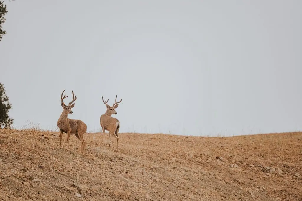 Deer roam freely within the Santa Ynez Mountains in Alisal Ranch.