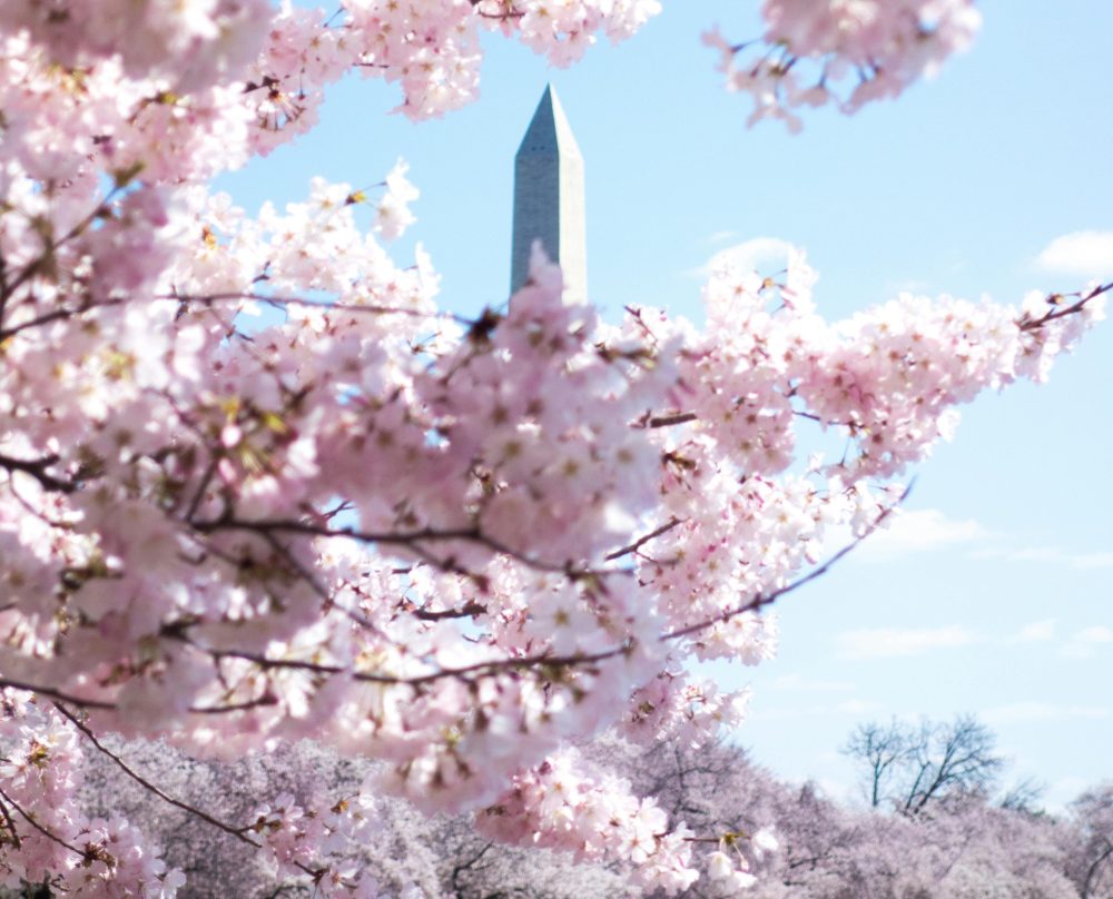 Cherry blossom trees and Washington Monument in the distance. 