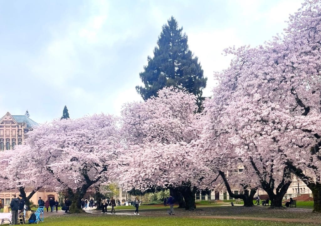 Blossoms on the quad at UW