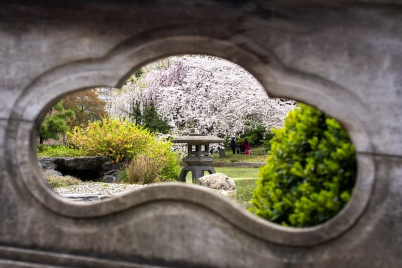 Japanses cherry blossoms and gardens