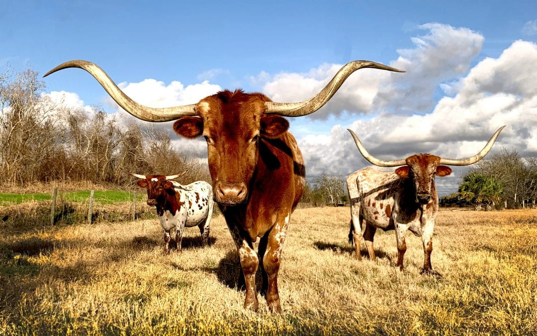 A Big ‘Ol Texas Spring Break with Family