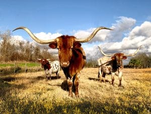 Texan Longhorns