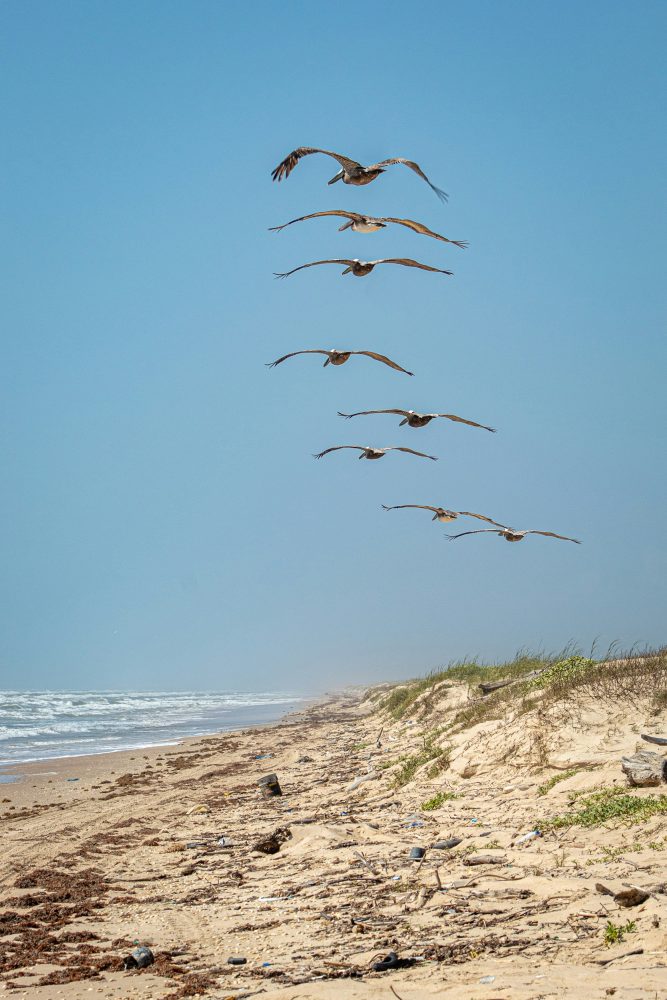 birds flying over beach in Corpus Christi
