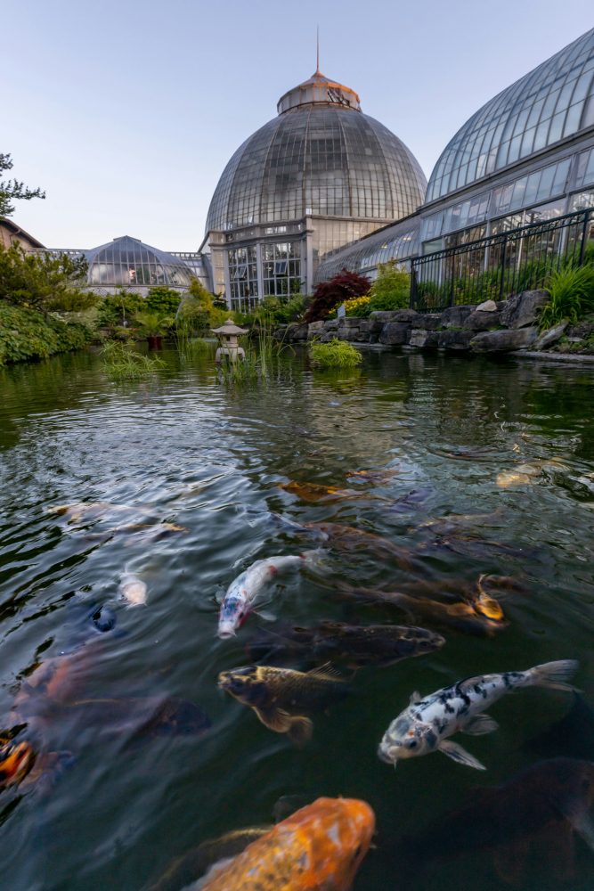 conservatory with koi fish pond at belle isle