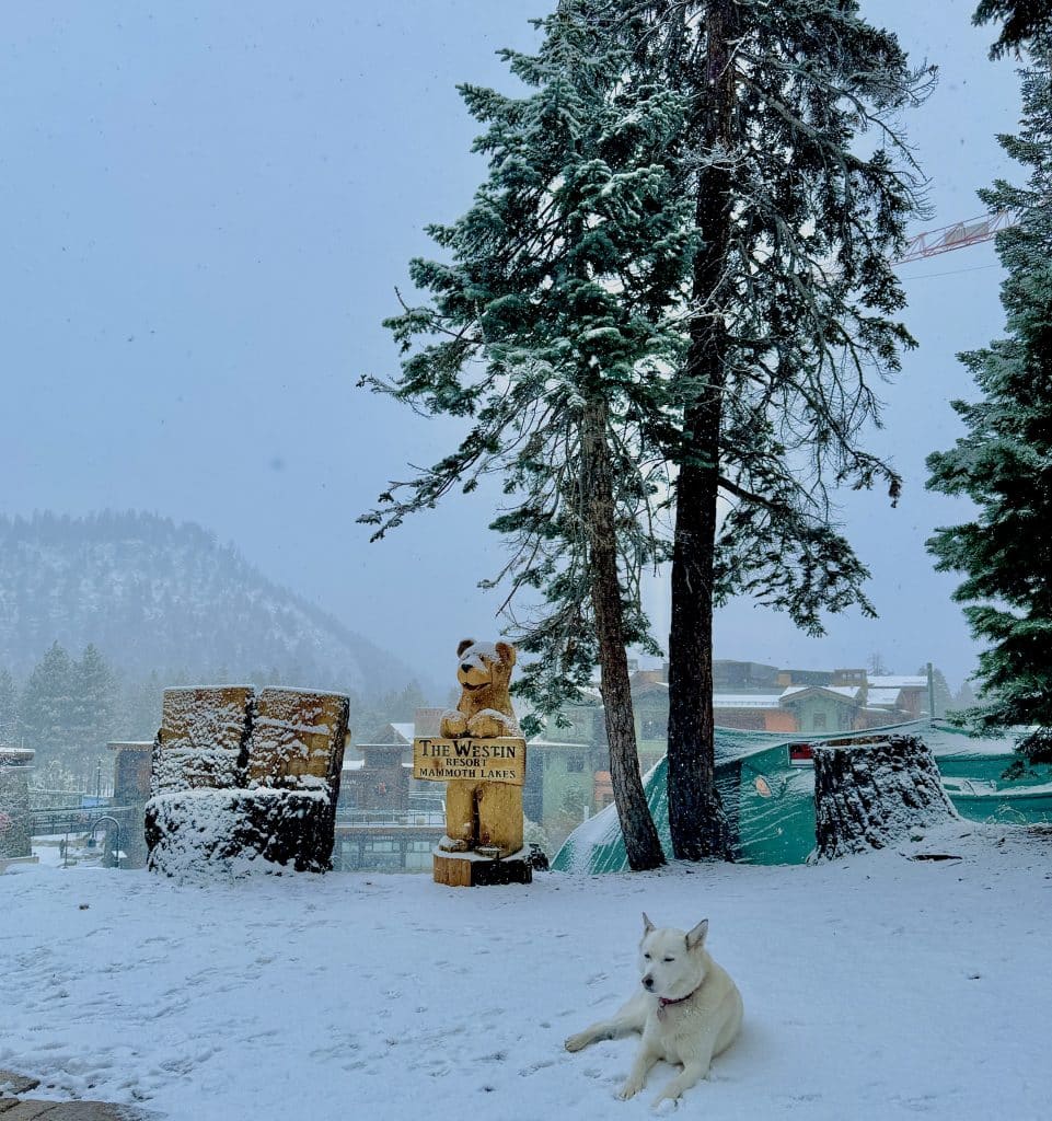 Dog relaxing in the snow at the Westin Monache in Mammoth.