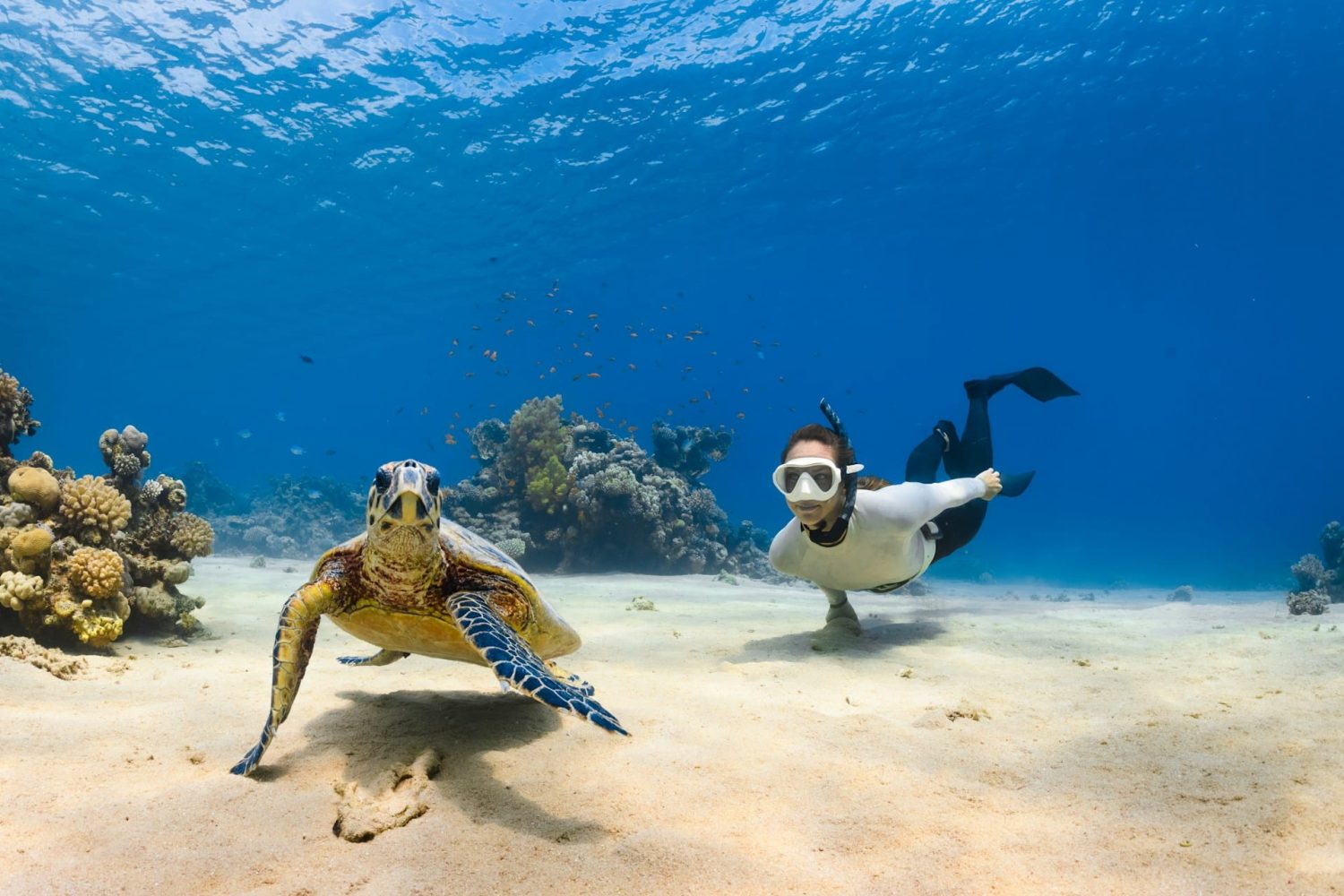Snorkeling with a turtle at a reef. Best hotels in Jamaica for families.