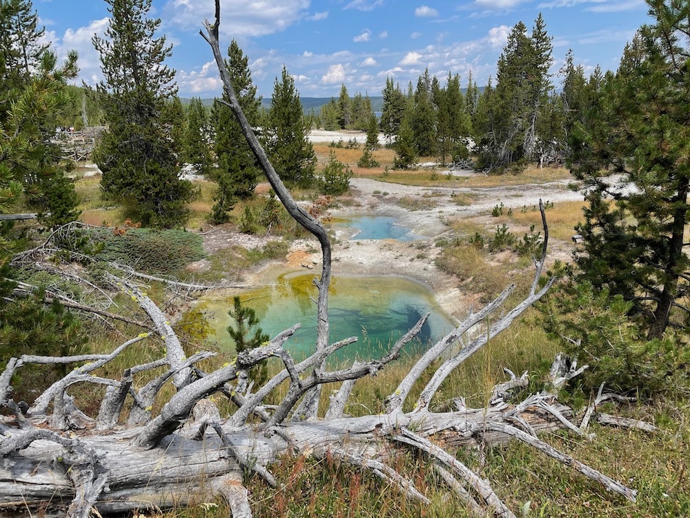 thermal pools around fallen branches