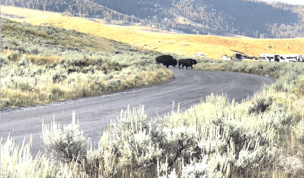 bison in road