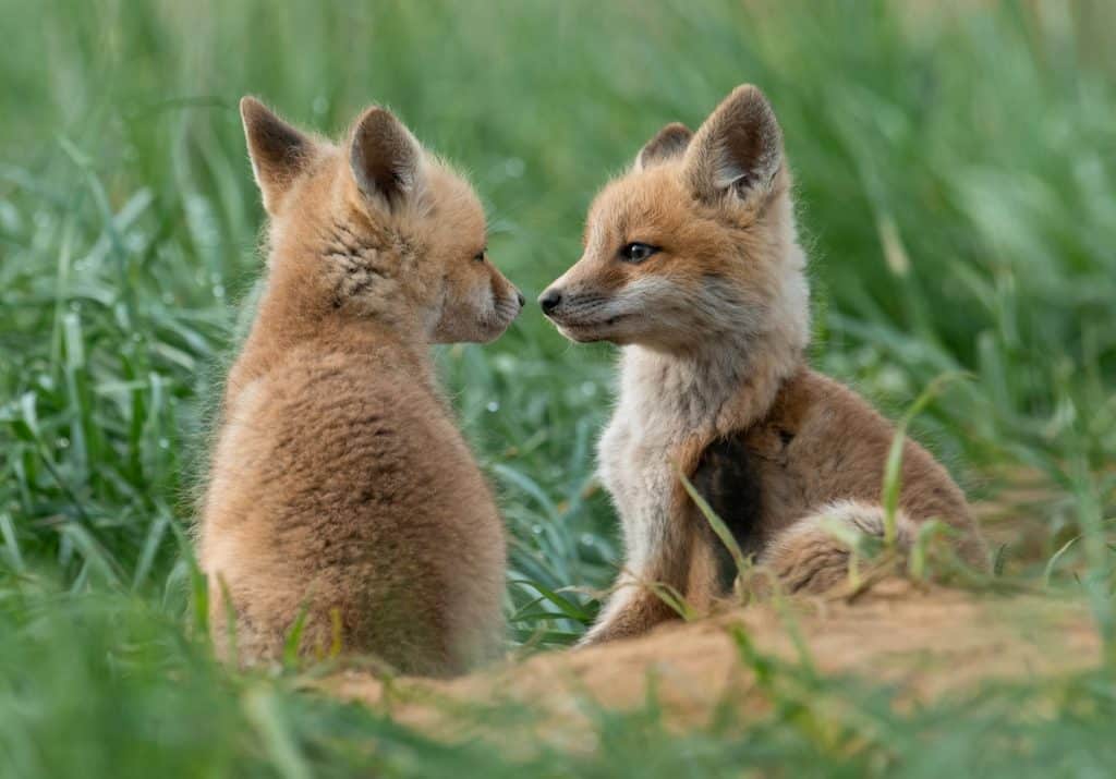 two wolf pups staring at each other