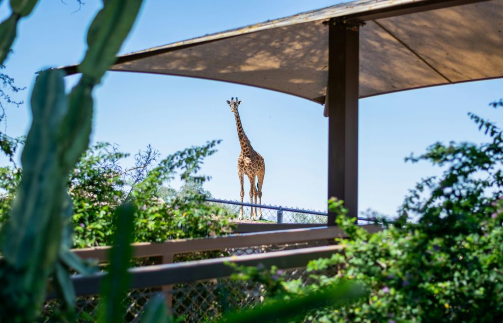 A giraffe standing in the zoo