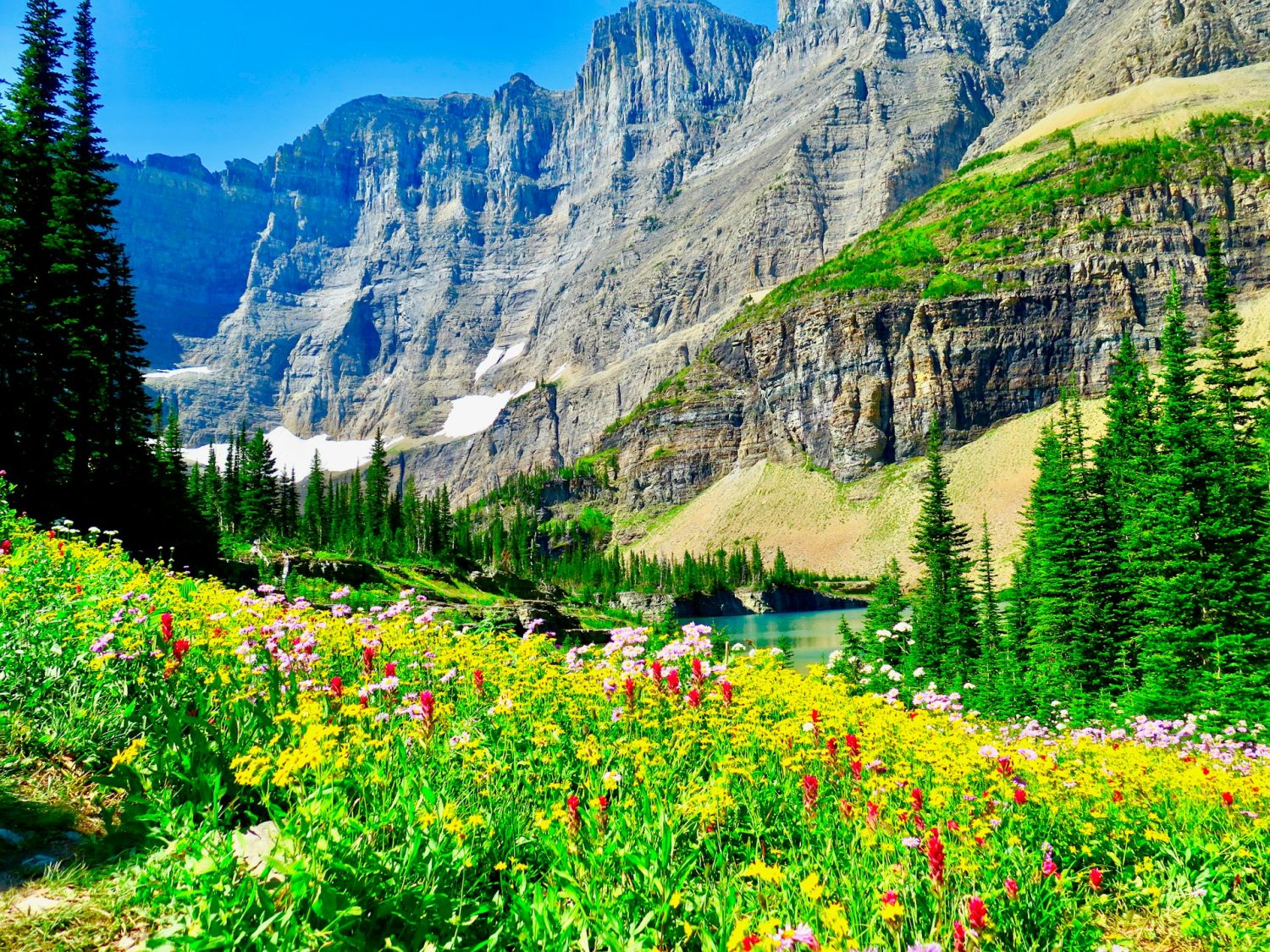 Field of wildflowers near the mountains during spring in Montana. Things to do in Glacier National Park Montana. 