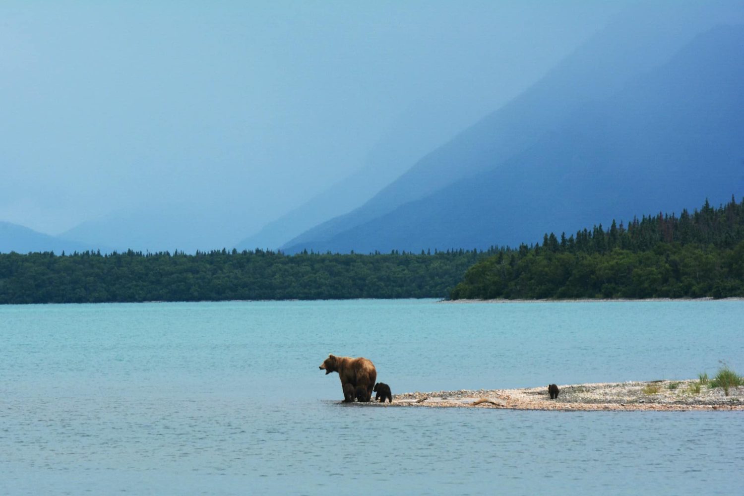 Bear and cub on patch of land on a lake, surrounded by mountain scenery. Things to do in Glacier National Park Montana.