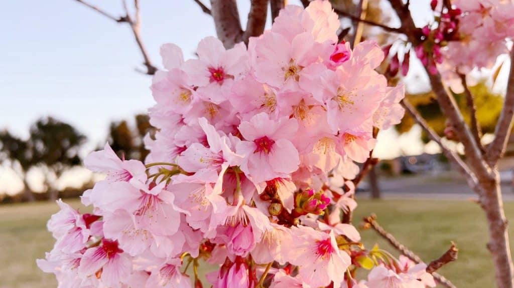 pink cherry blossoms on tree