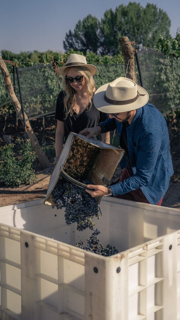 couple in fedoras harvesting grapes